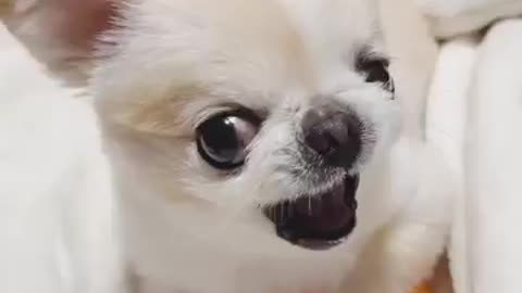 funny animals cute pet 🐶