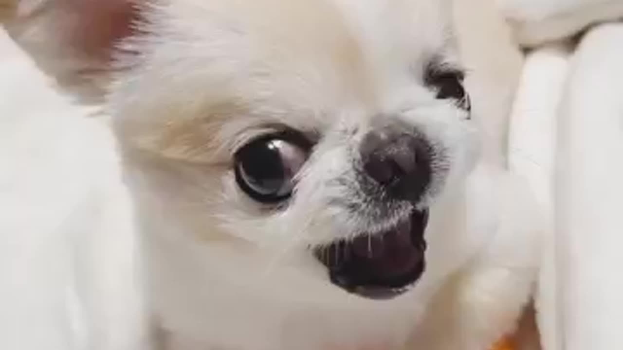 funny animals cute pet 🐶