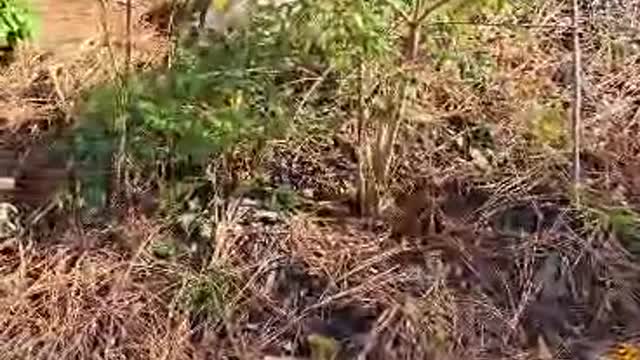 Permaculture Alien Pomegranate Loquat Hillside