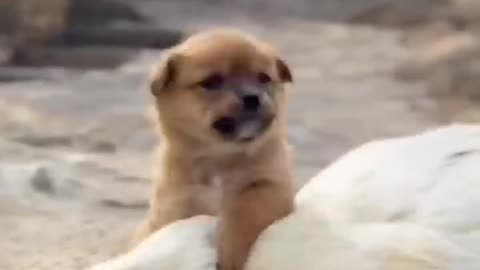 doggy and duck love