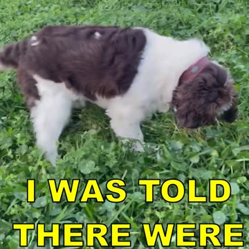 Springer Spaniel Hunting For Birds In Our Backyard Weeds LOL #springerspaniel #shortsviral #puppy