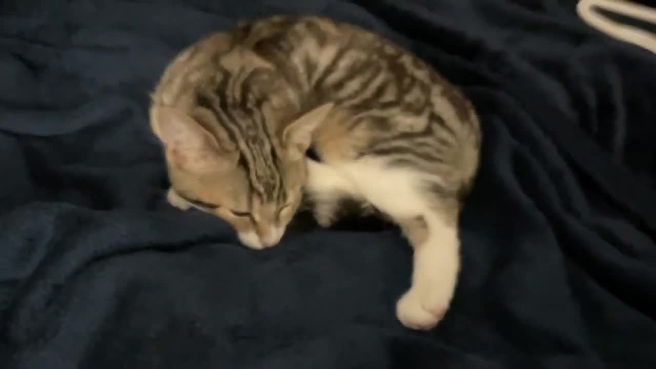 Sleepy Cat