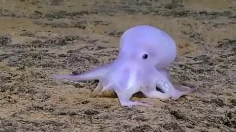 This octopus was given the name Casper.