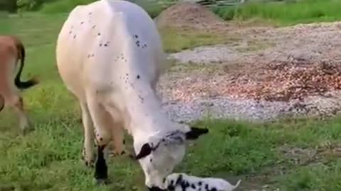 Cow and Pig Staredown 🐄😲🐷🐖