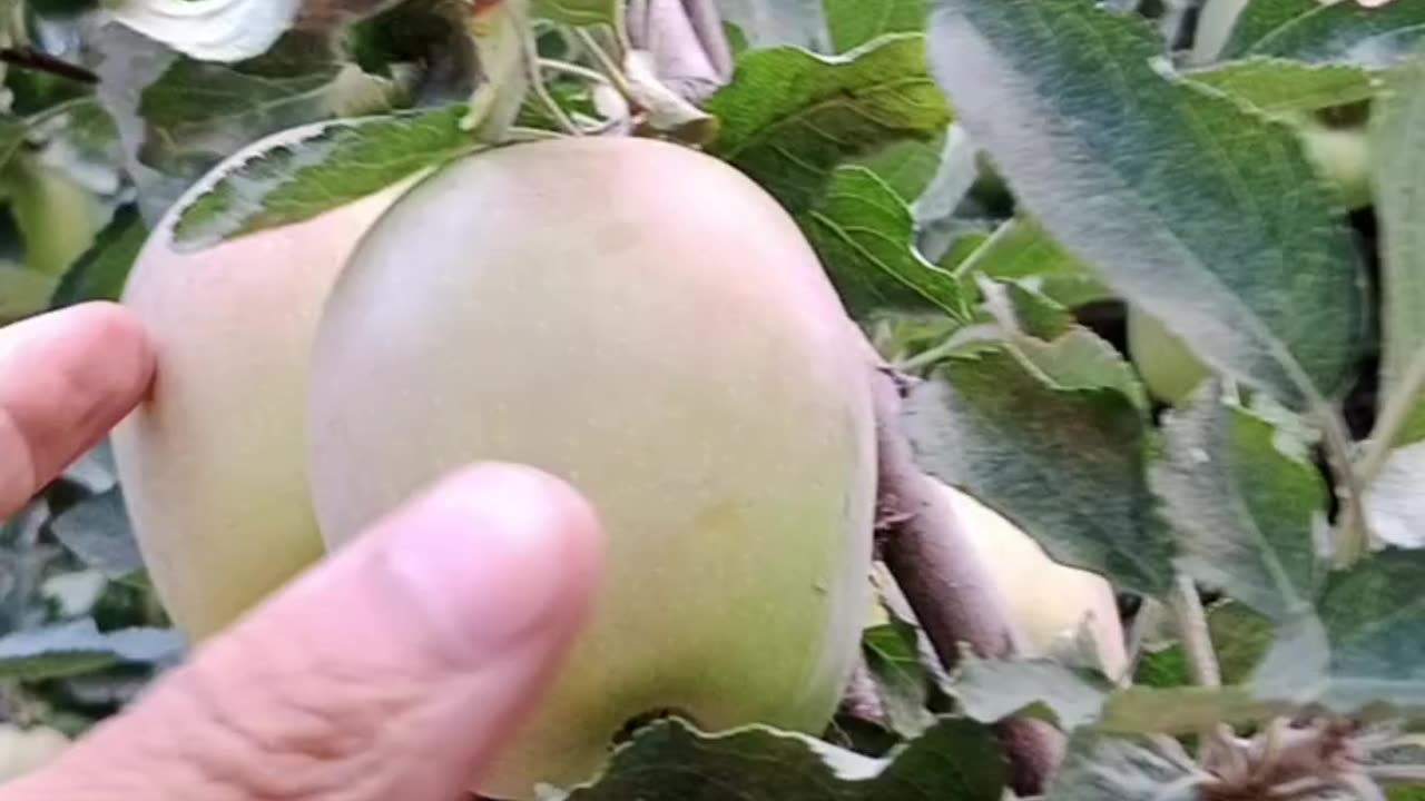 Apple original Pakistan
