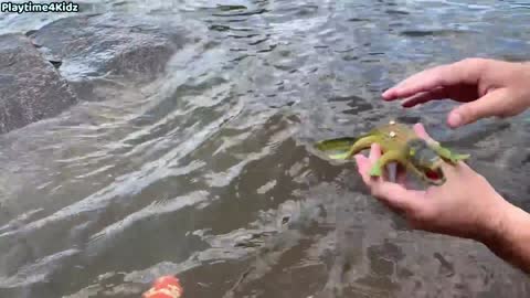 Sea Animal Toys on the banks of the Canadian Ottawa River