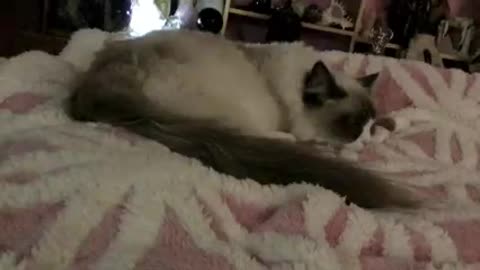 You're my, honey bunch sugar puff meow