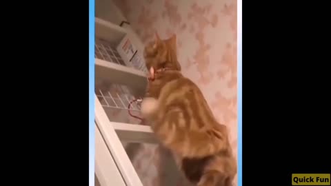 Dogs and Cats Very Funny Videos