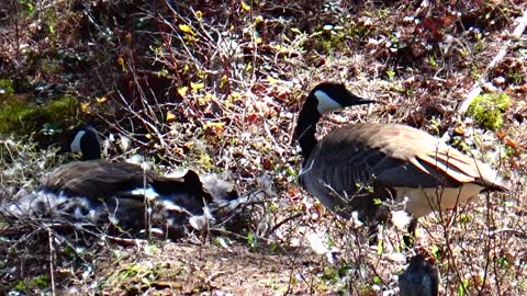 Canada Geese Nesting