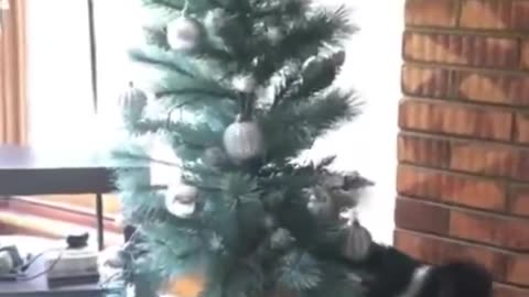 Cats Destroying Family Christmas Trees Compilation