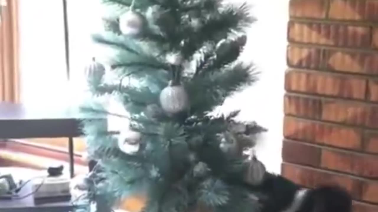 Cats Destroying Family Christmas Trees Compilation