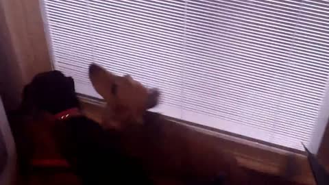 Dog Throws Temper Tantrum to Go Outside