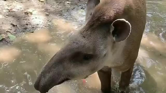 tapir