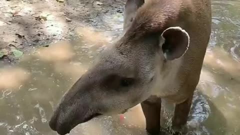 tapir