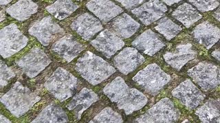Walk Slowed By Sweet Kitten