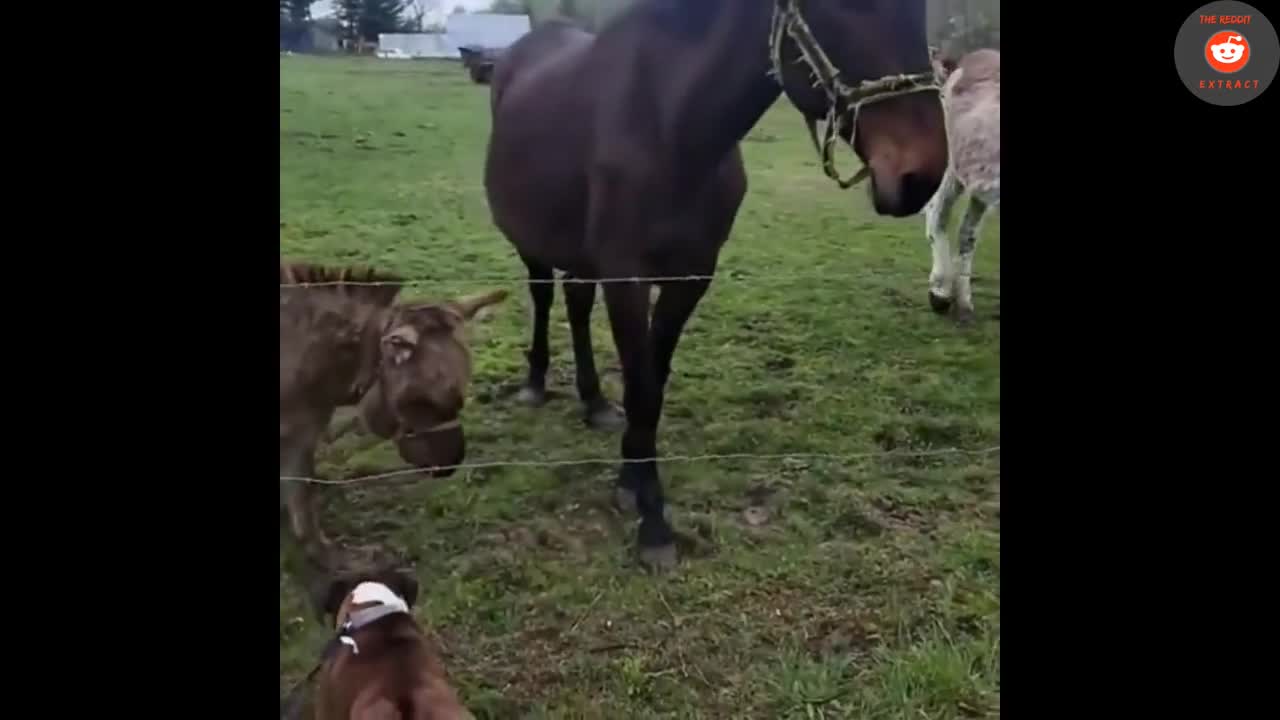 Donkey Laughs at Dog Getting Shocked