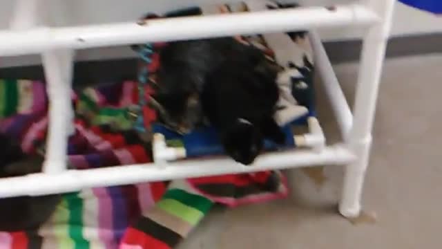spca 2019