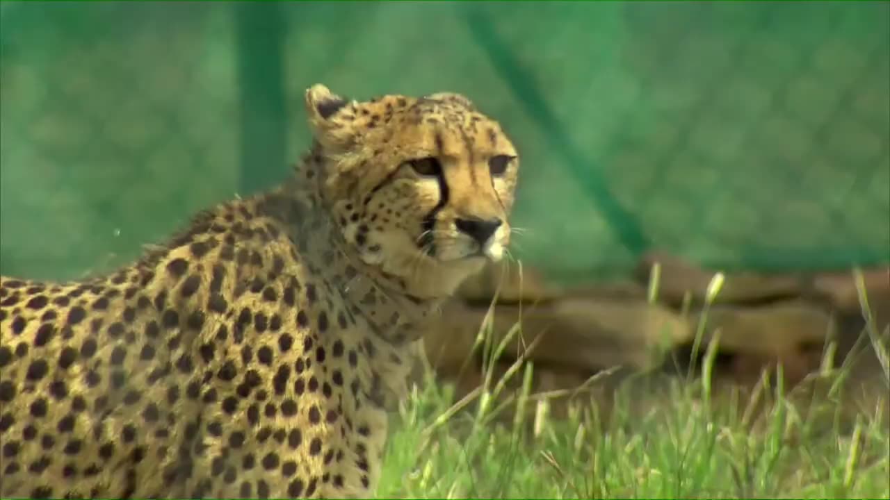 Pm Narendra Modi kuno National Park