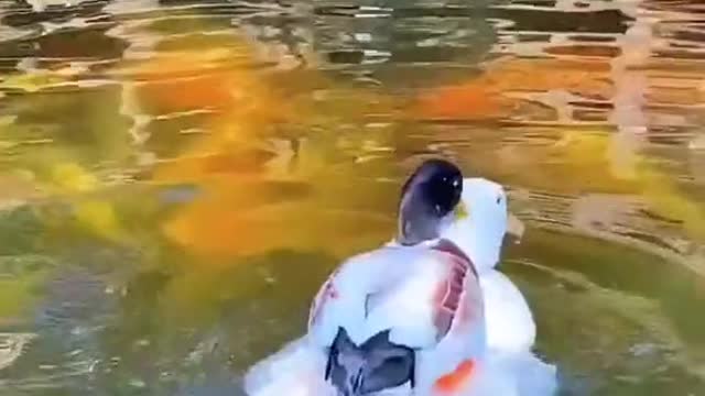 What a warm picture. #duck #sweet #cute