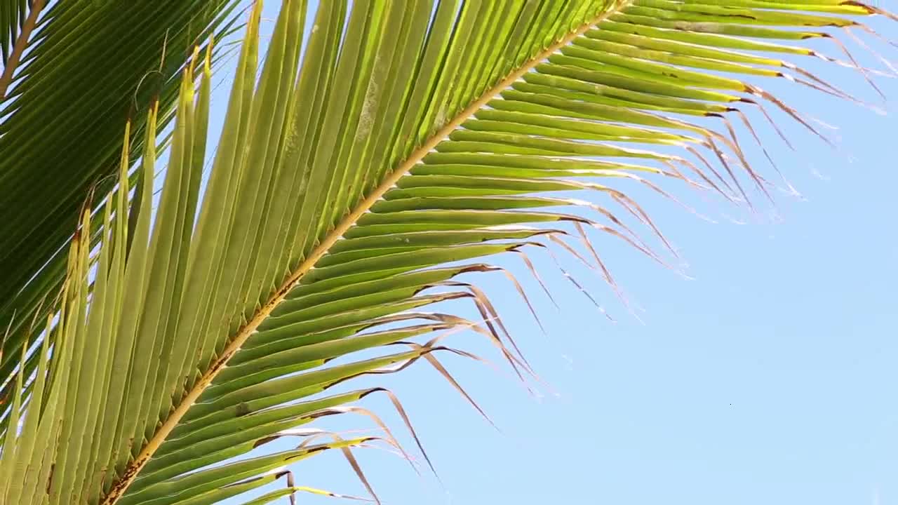 Palm Tree Leaves Close Up