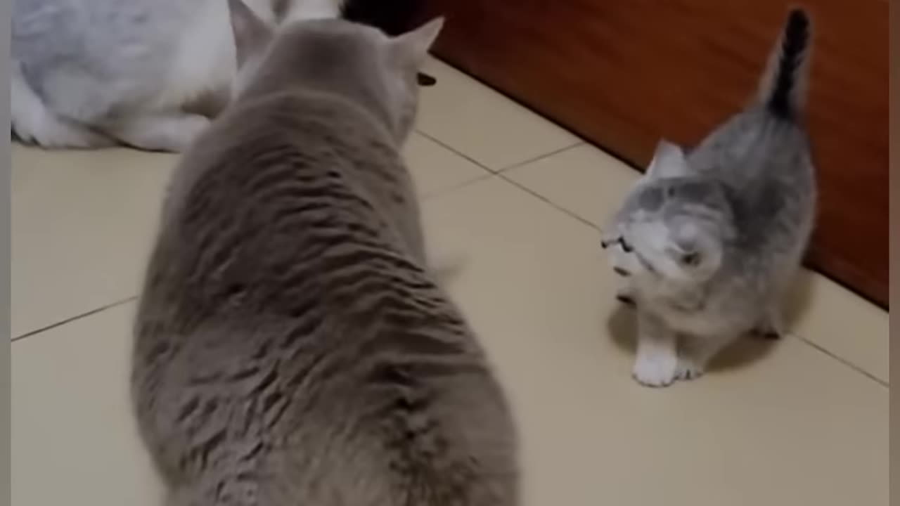 Nice Cats Funny Vid