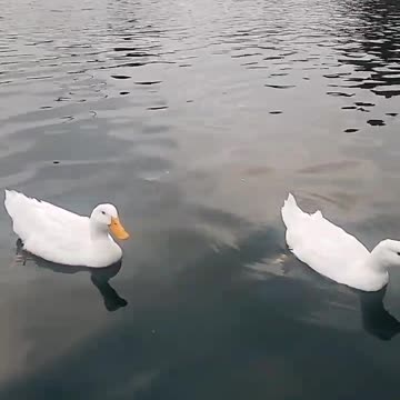 Ducks
