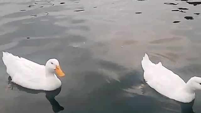 Ducks