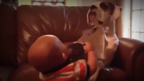 Cow is baby fun