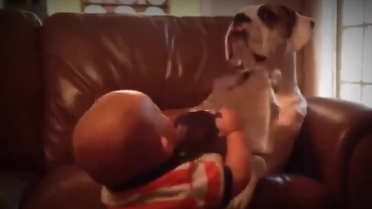 Cow is baby fun
