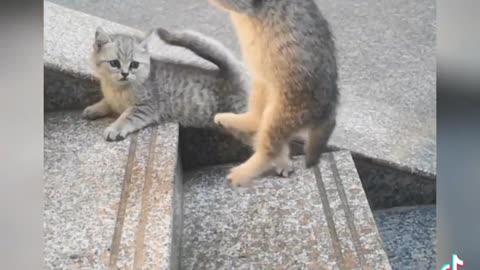 FUNNY CATS