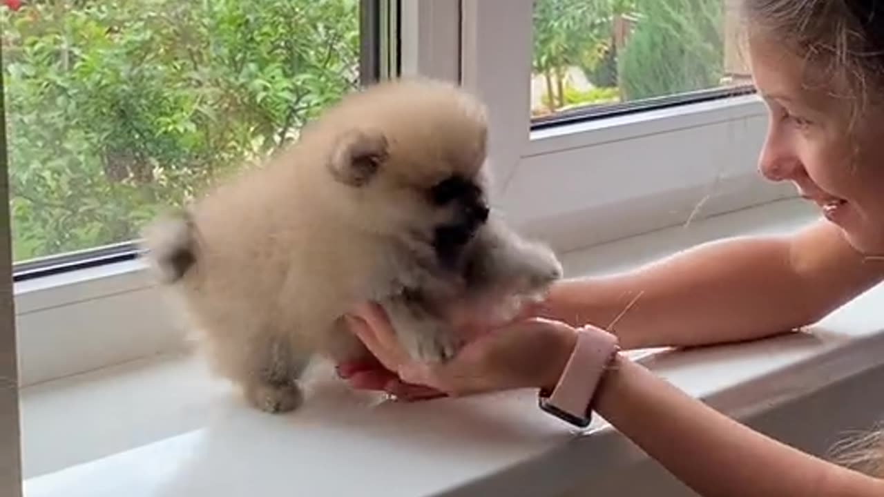 Cute Puppy Play With Cute Girl 🥰