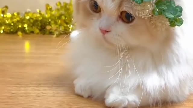 Tukur Tukur Cats | Cute Cat Video #shorts #cute #cat #cats 💕 Tukur Tukur