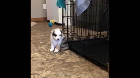 cute puppy video compilation