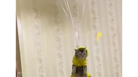 Look! I am flying 🐈