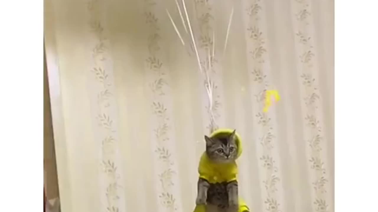 Look! I am flying 🐈
