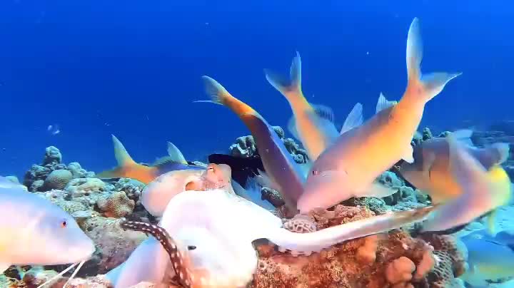 Wonderful full jelly fish