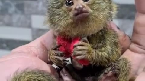 World's smallest monkey #shorts #viral #shortsvideo #video