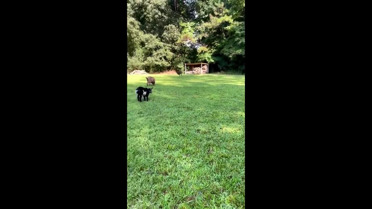 Frisky Emu has the goofiest personality on the farm