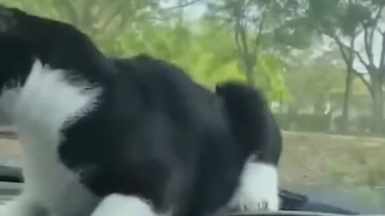 Cat funny moments 🔥