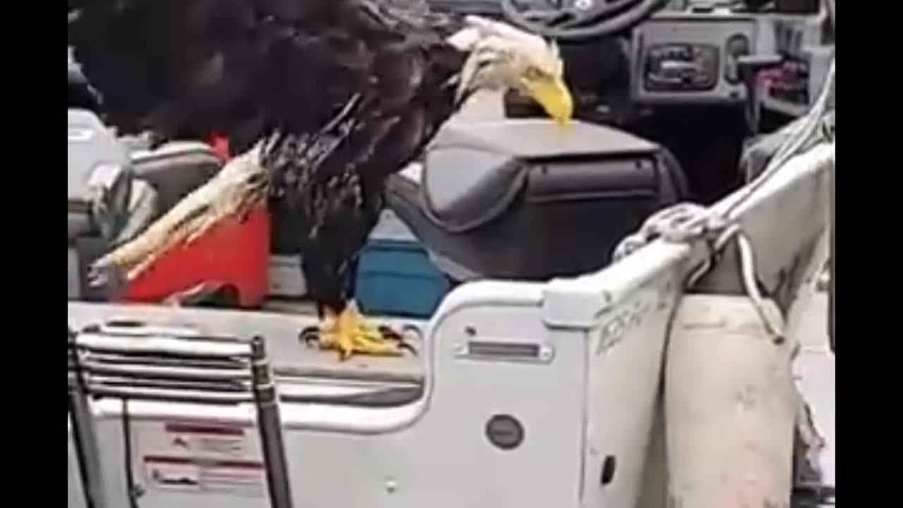 Eagle Movie