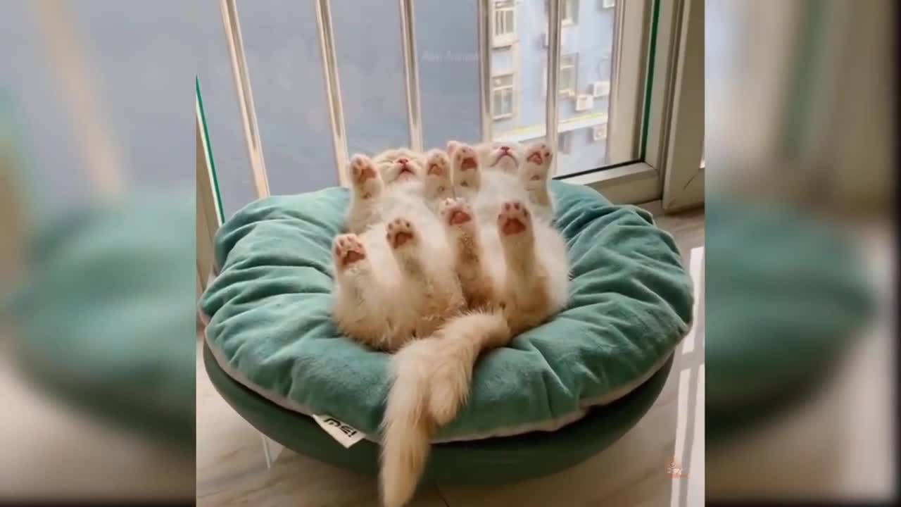 Baby cats-cute and funny cat video