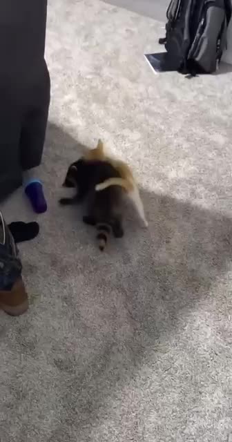 Brought a friend over. Gonna go do homework in my room