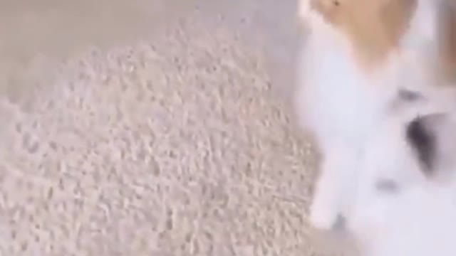 Funniest cats funny acts and cute replies......