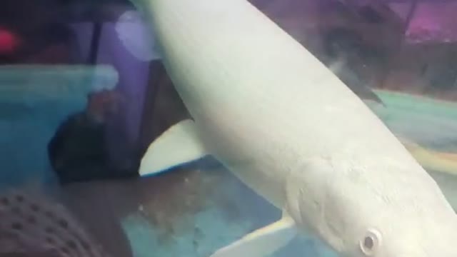 cute little white fish