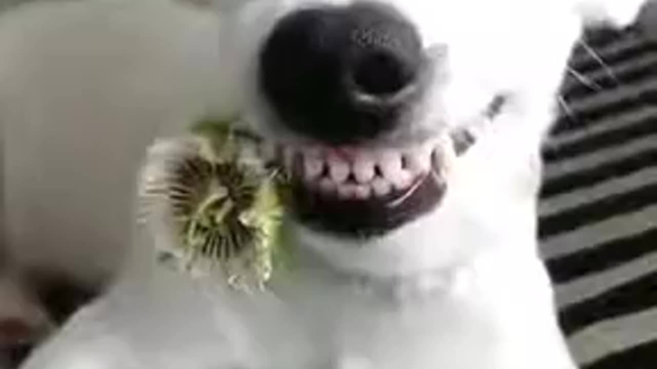 Funny dog