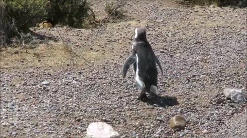 High Noon at Punta Tombo Reserve