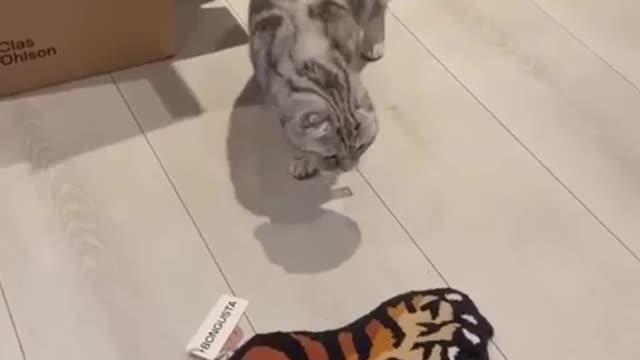 Funny cat