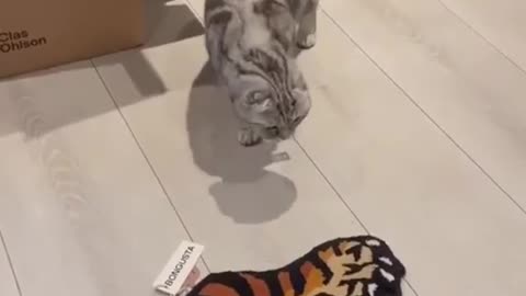 Funny cat