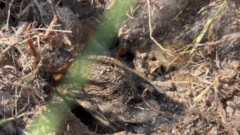 Baby bunnies discovered:)