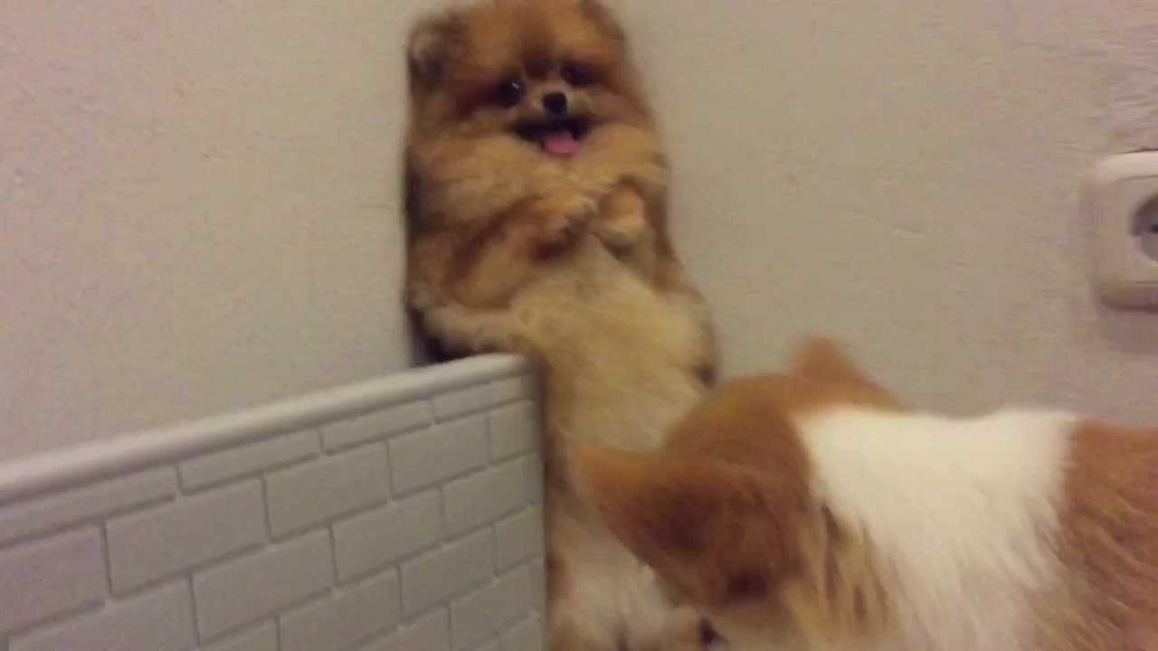 Corgi desperate to play with Pomeranian, backs her into corner